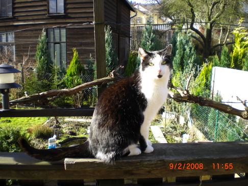 Picture of a cat / kitten / feline