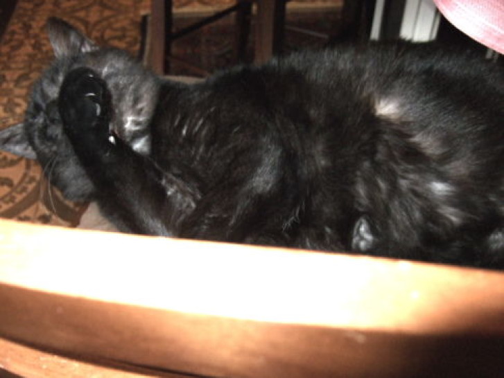 Picture of a cat / kitten / feline