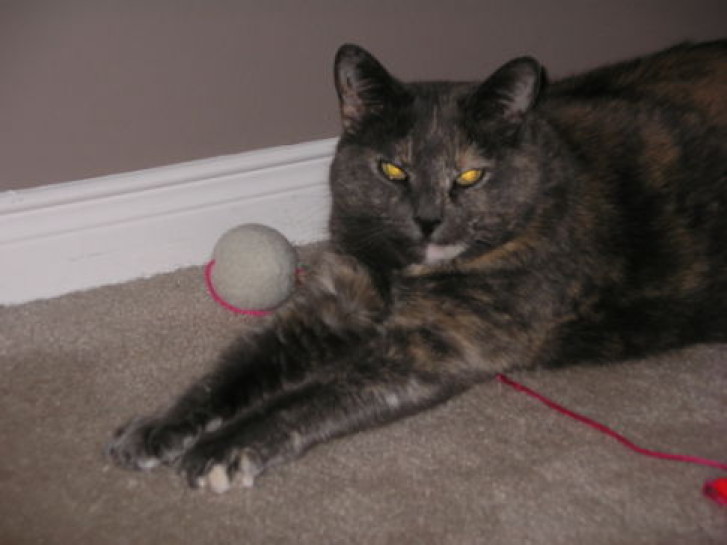 Picture of a cat / kitten / feline