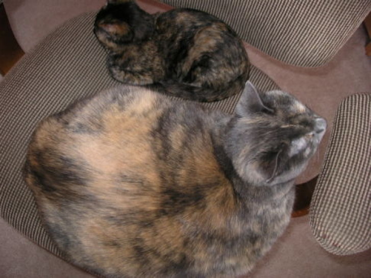 Picture of a cat / kitten / feline