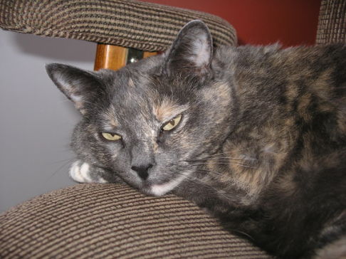 Picture of a cat / kitten / feline