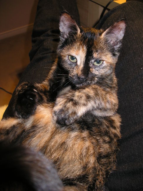 Picture of a cat / kitten / feline