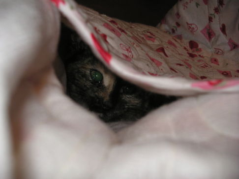 Picture of a cat / kitten / feline