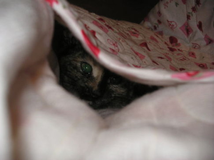 Picture of a cat / kitten / feline