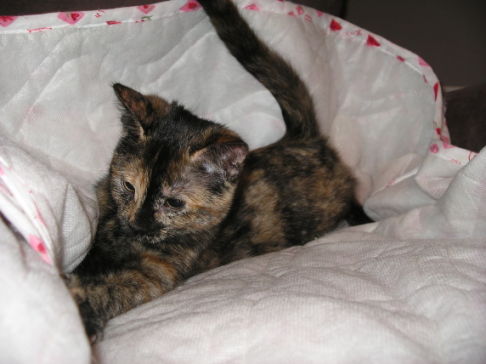 Picture of a cat / kitten / feline