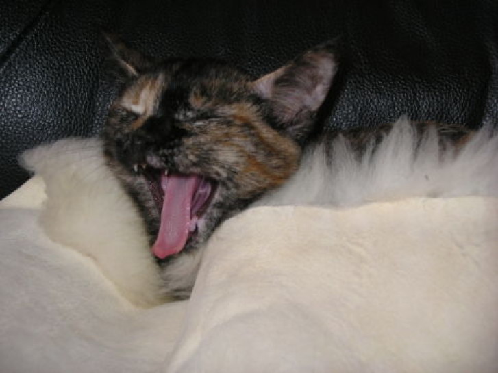 Picture of a cat / kitten / feline