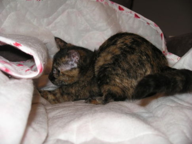 Picture of a cat / kitten / feline