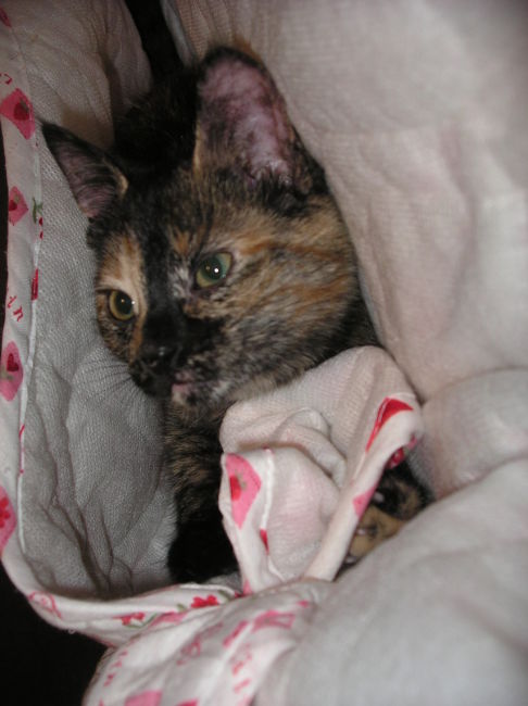 Picture of a cat / kitten / feline