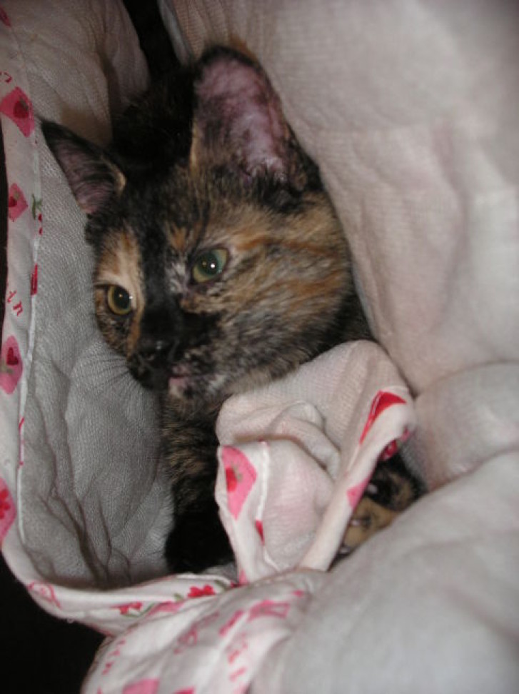 Picture of a cat / kitten / feline