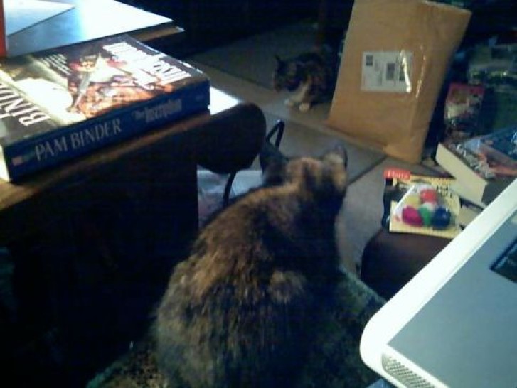 Picture of a cat / kitten / feline