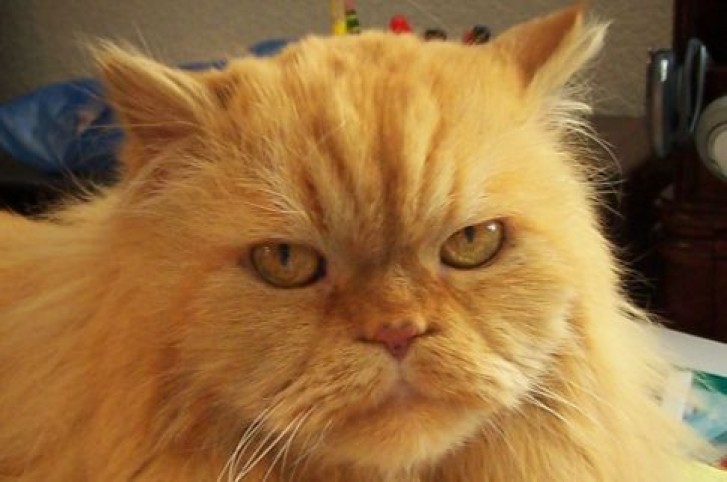 Picture of a cat / kitten / feline