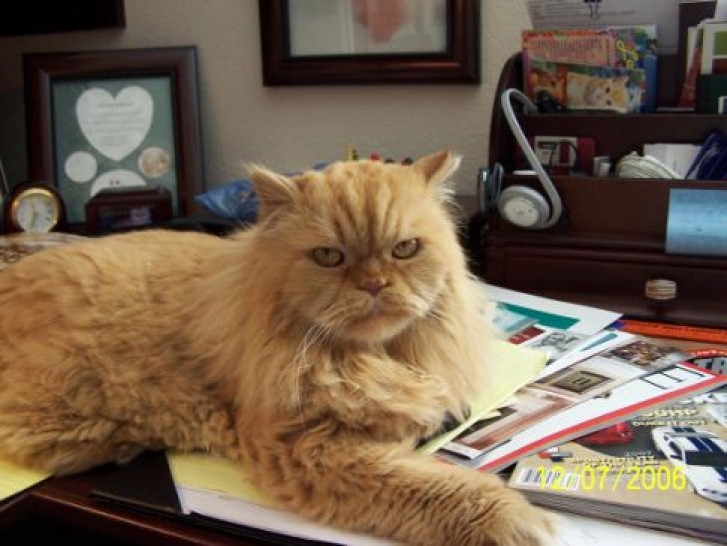 Picture of a cat / kitten / feline