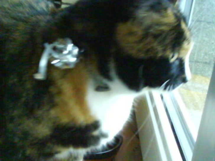 Picture of a cat / kitten / feline