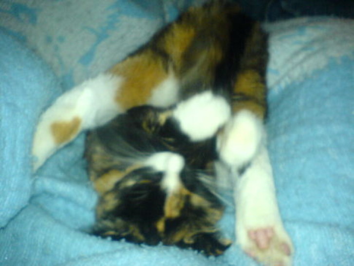 Picture of a cat / kitten / feline