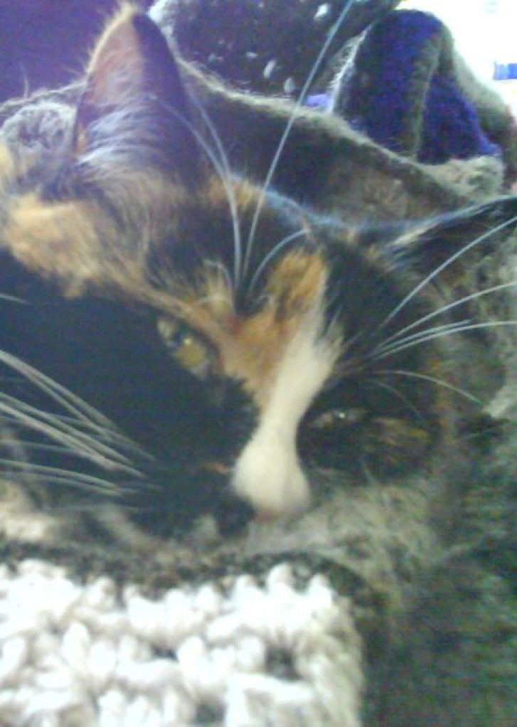 Picture of a cat / kitten / feline