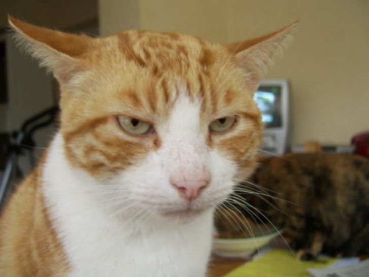 Picture of a cat / kitten / feline