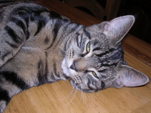 Picture of a cat / kitten / feline