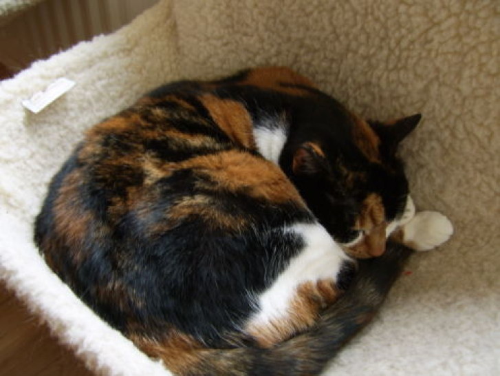 Picture of a cat / kitten / feline