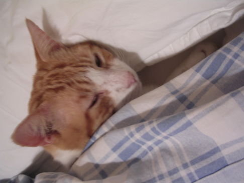 Picture of a cat / kitten / feline