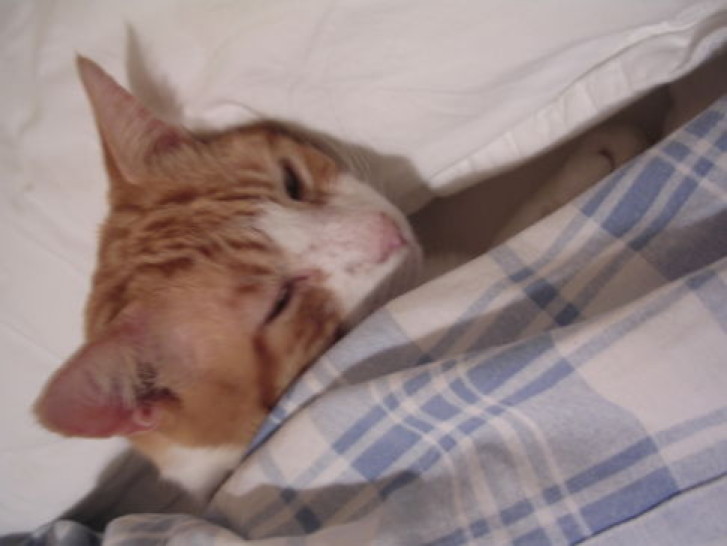 Picture of a cat / kitten / feline