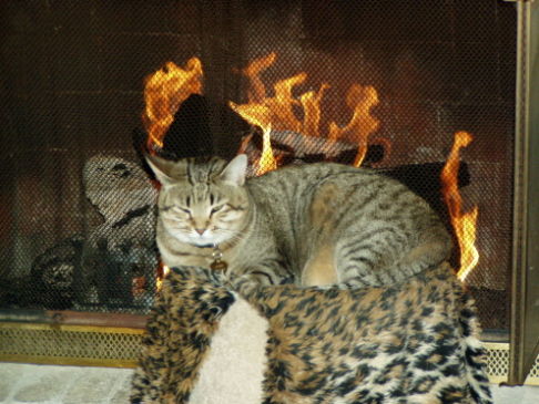 Picture of a cat / kitten / feline