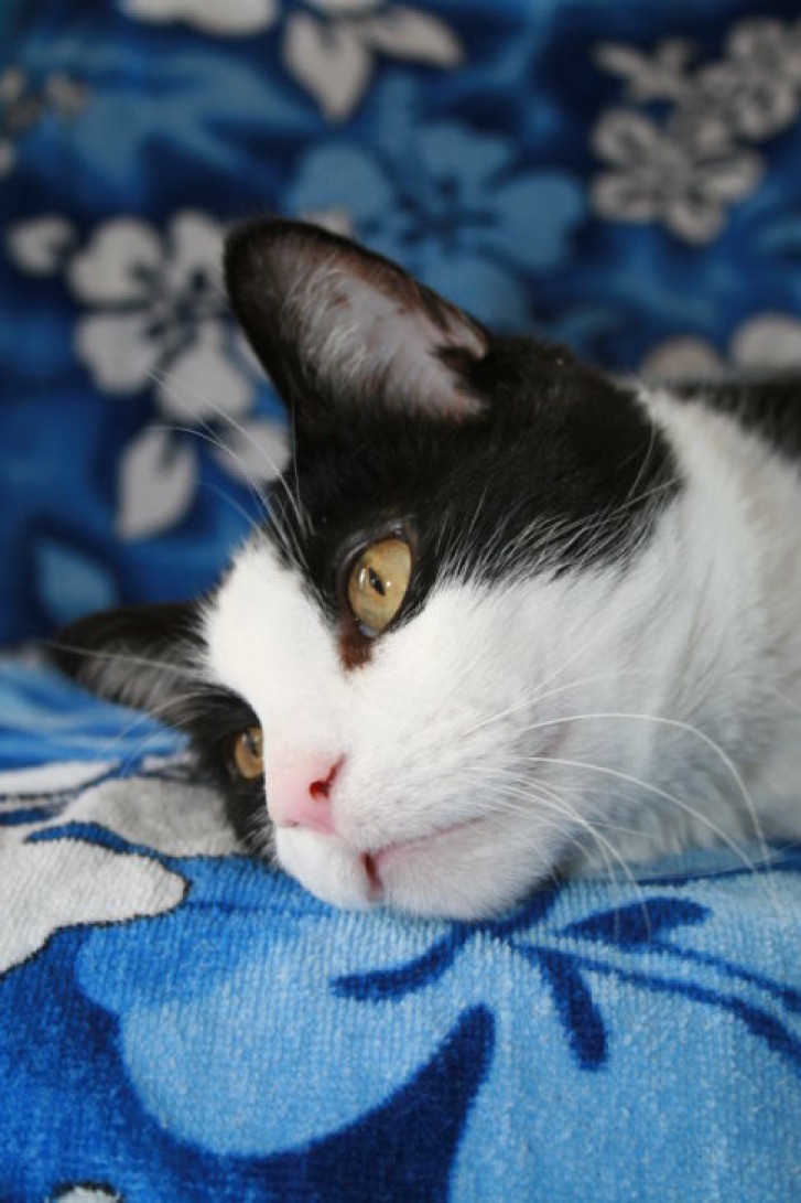 Picture of a cat / kitten / feline