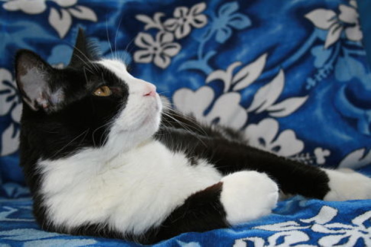 Picture of a cat / kitten / feline