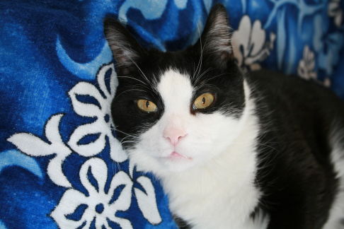 Picture of a cat / kitten / feline