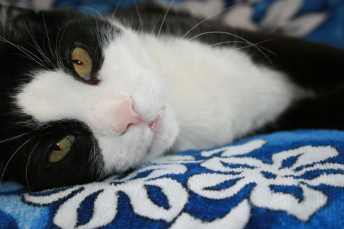 Picture of a cat / kitten / feline