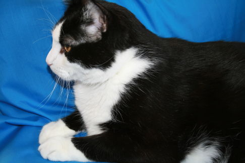 Picture of a cat / kitten / feline