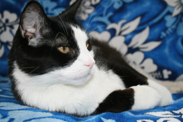 Picture of a cat / kitten / feline