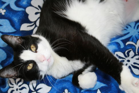 Picture of a cat / kitten / feline