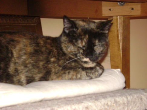 Picture of a cat / kitten / feline