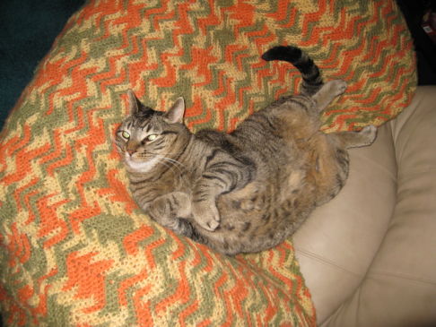 Picture of a cat / kitten / feline