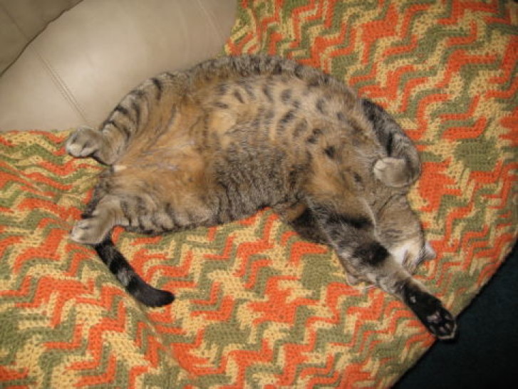 Picture of a cat / kitten / feline