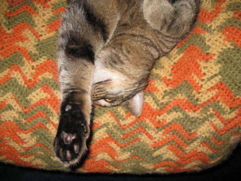 Picture of a cat / kitten / feline