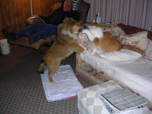 Picture of a cat / kitten / feline