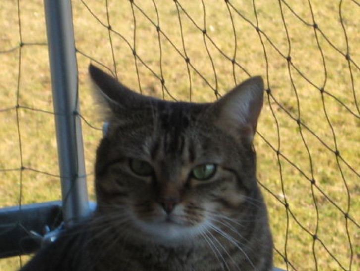 Picture of a cat / kitten / feline