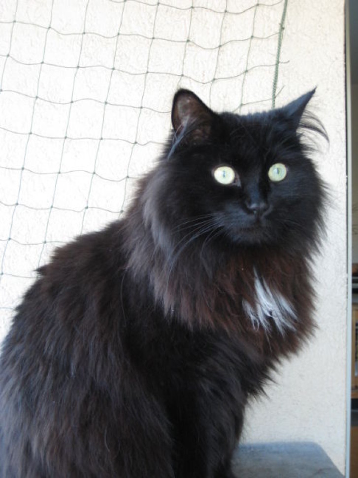 Picture of a cat / kitten / feline