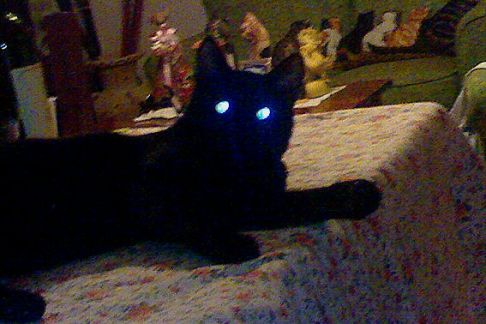 Picture of a cat / kitten / feline