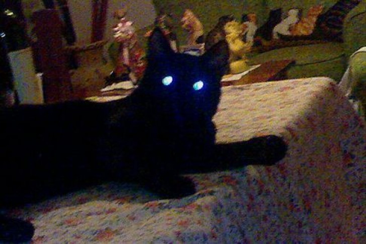 Picture of a cat / kitten / feline