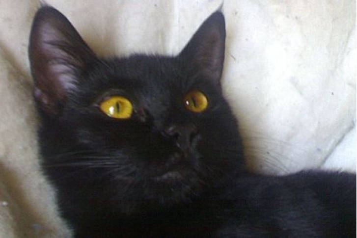 Picture of a cat / kitten / feline