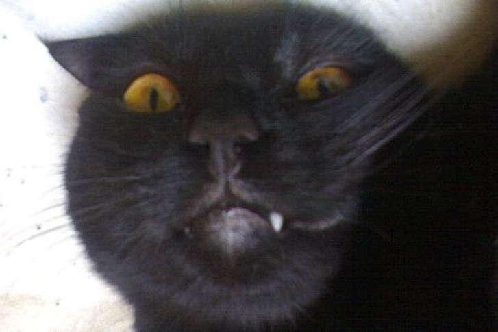 Picture of a cat / kitten / feline