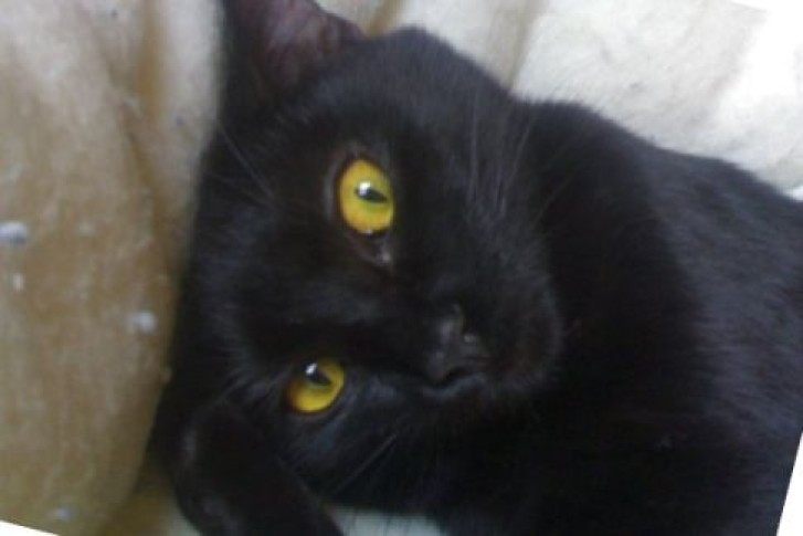 Picture of a cat / kitten / feline