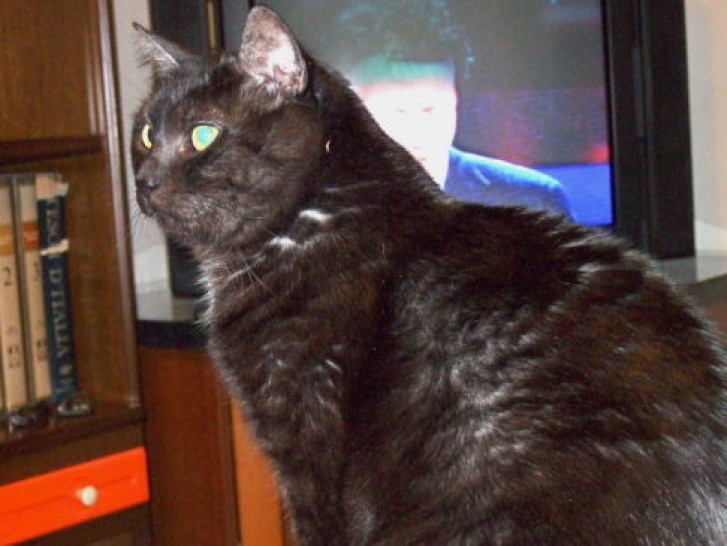 Picture of a cat / kitten / feline