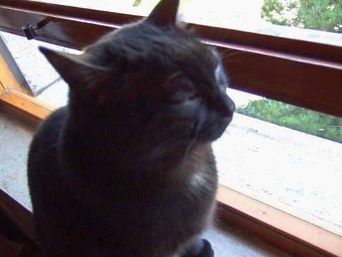 Picture of a cat / kitten / feline