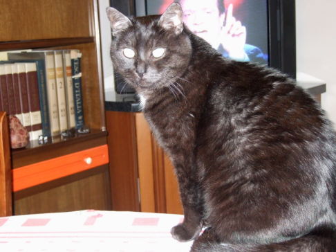 Picture of a cat / kitten / feline