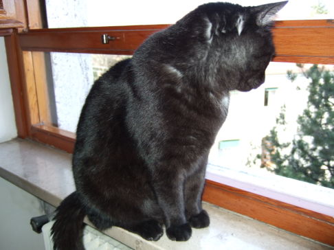 Picture of a cat / kitten / feline