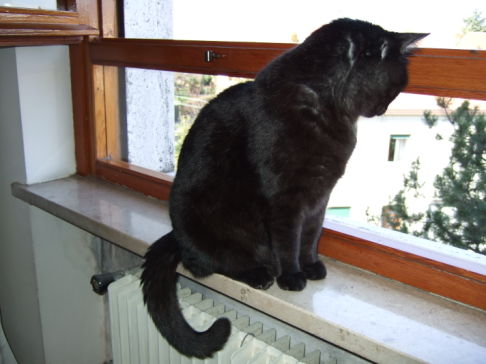 Picture of a cat / kitten / feline