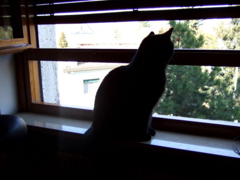 Picture of a cat / kitten / feline